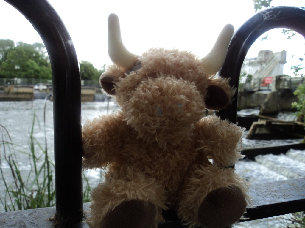picture of McDuff sitting beside the river